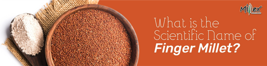 Scientific Name of Finger Millet(ragi)